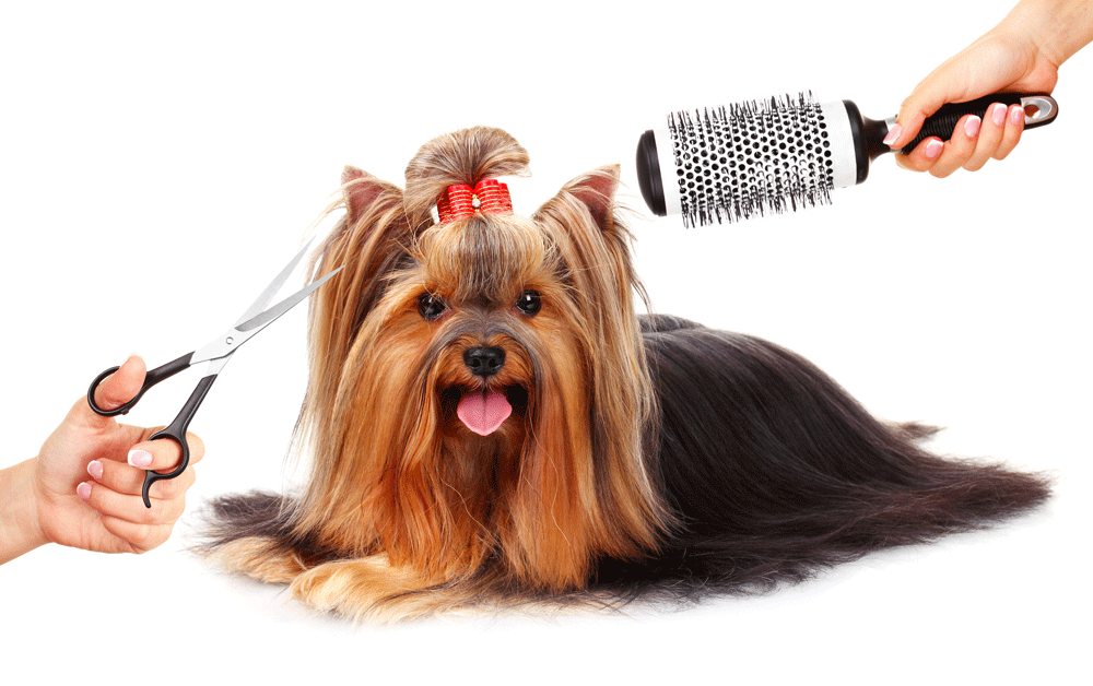 Health Tips for Your Dog